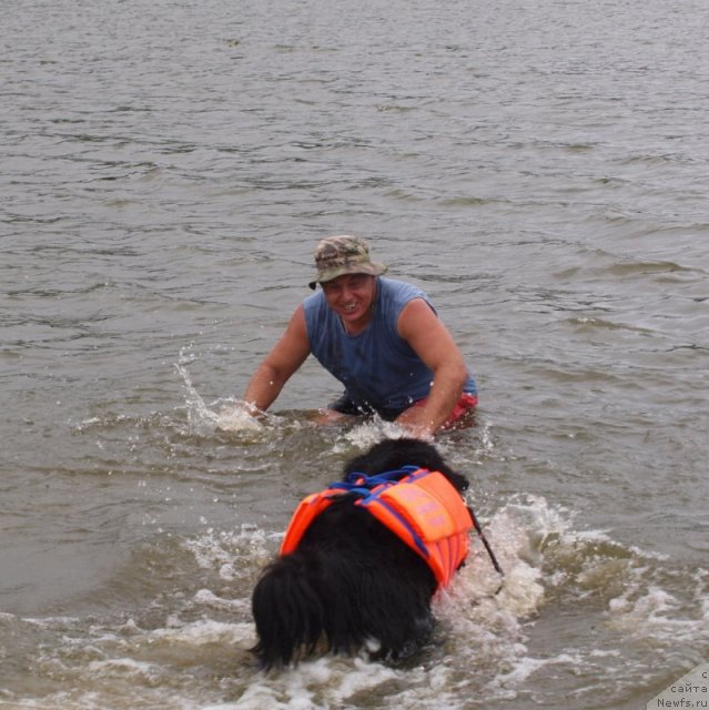 Фото: ньюфаундленд Nessi Blyek s  Lesnoy Zaimki (Несси Блэк с  Лесной Заимки), Александр Бурмистров, Aleksandr Burmistrov (Александр Бурмистров)