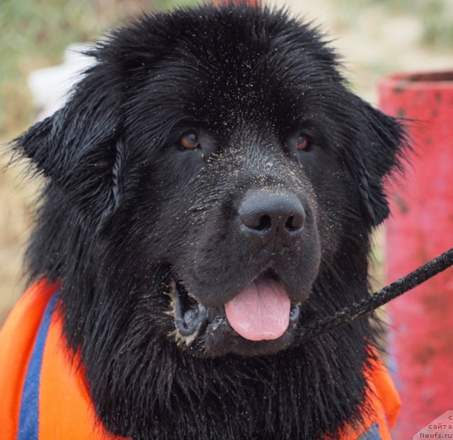 Фото: ньюфаундленд Nessi Blyek s  Lesnoy Zaimki (Несси Блэк с  Лесной Заимки)
