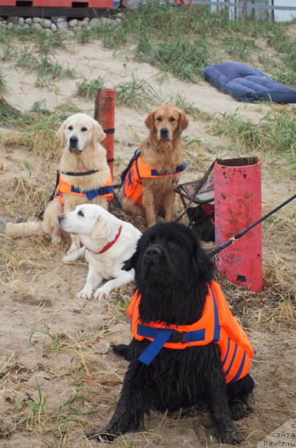 Фото: ньюфаундленд Nessi Blyek s  Lesnoy Zaimki (Несси Блэк с  Лесной Заимки)