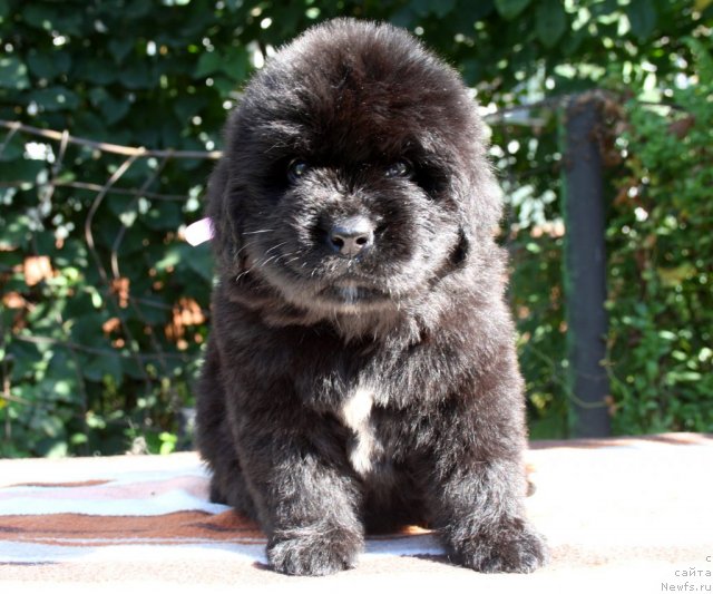 Фото: ньюфаундленд N'yufort Hayper K'yut (Ньюфорт Хайпер Кьют)