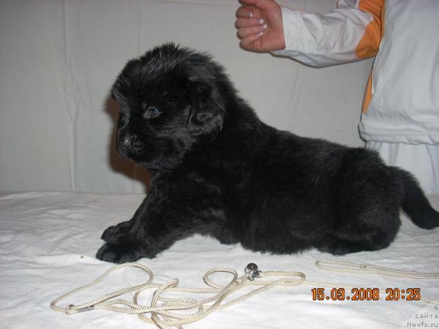 Фото: ньюфаундленд Korra B'yuti (Корра Бьюти)