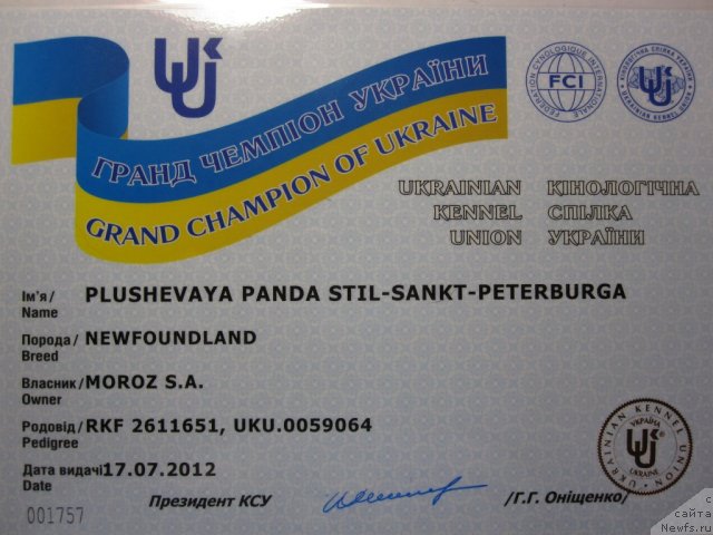 Фото: ньюфаундленд Plyushevaya Panda Stil'-Sankt-Peterburga (Плюшевая Панда Стиль-Санкт-Петербурга)