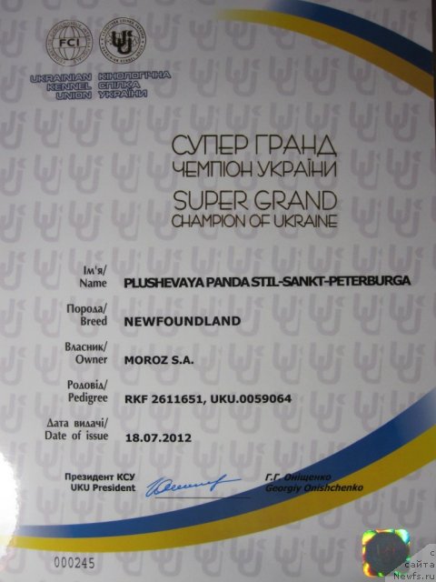 Фото: ньюфаундленд Plyushevaya Panda Stil'-Sankt-Peterburga (Плюшевая Панда Стиль-Санкт-Петербурга)