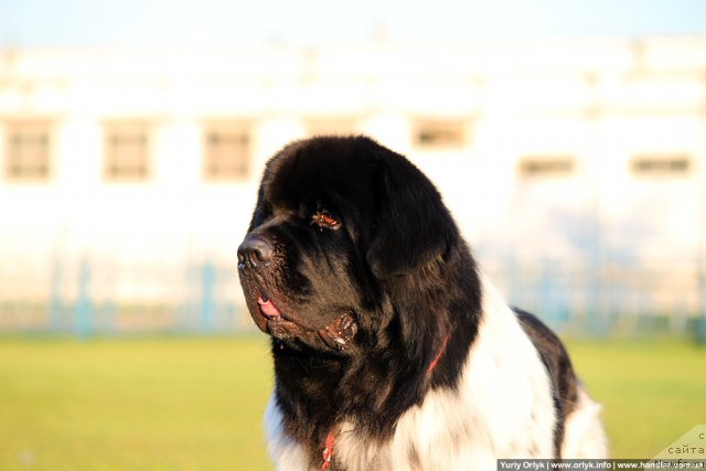 Фото: ньюфаундленд Plyushevaya Panda Stil'-Sankt-Peterburga (Плюшевая Панда Стиль-Санкт-Петербурга)