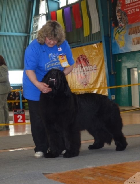 Фото: ньюфаундленд Njufort Natali (Ньюфорт Натали), Irina Panyushkina (Ирина Панюшкина)