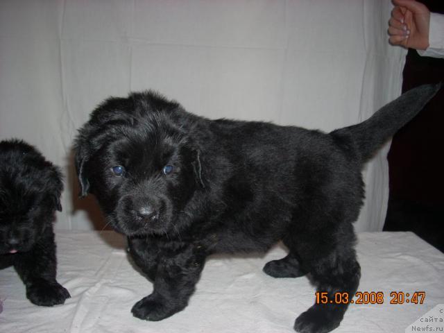 Фото: ньюфаундленд Kjara Mild (Къяра Милд)