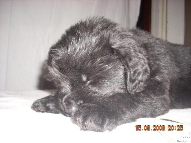 Фото: ньюфаундленд Kado Koal (Кадо Коал)