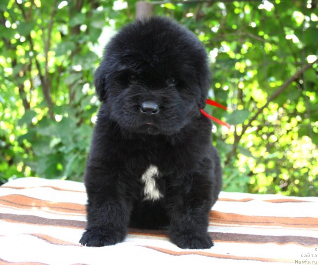 Фото: щенок, ньюфаундленд King of Helluland I'm Precious, ньюфаундленд N'yufort Bay'yu Tiana (Ньюфорт Бай'ю Тиана)