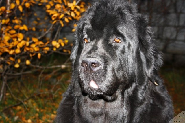 Фотография № 106713