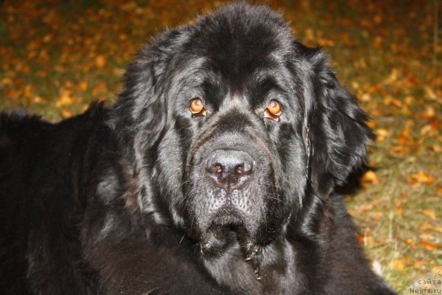 Фото: ньюфаундленд Gloriya Grand Blek (Глория Гранд Блек)