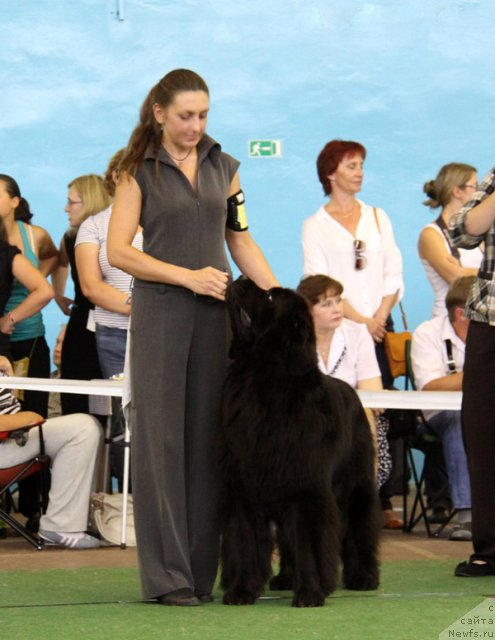 Фото: ньюфаундленд Woligord Lifeguard iz Volotova, Natal'ya Dubovskaya (Наталья Дубовская)