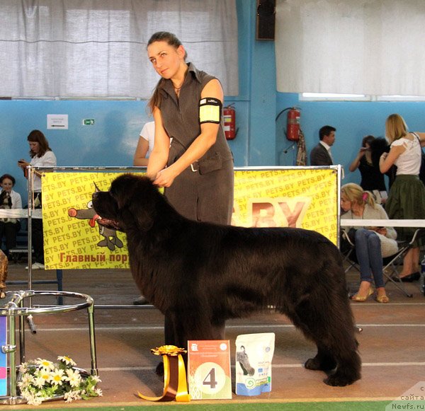 Фото: ньюфаундленд Woligord Lifeguard iz Volotova, Natal'ya Dubovskaya (Наталья Дубовская)