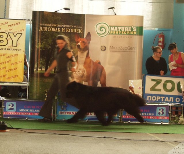 Фото: ньюфаундленд Woligord Lifeguard iz Volotova, Natal'ya Dubovskaya (Наталья Дубовская)
