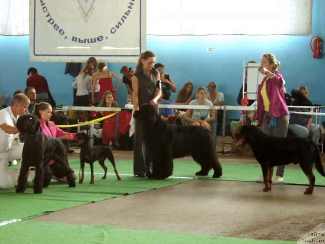 Фото: ньюфаундленд Woligord Lifeguard iz Volotova, Natal'ya Dubovskaya (Наталья Дубовская)