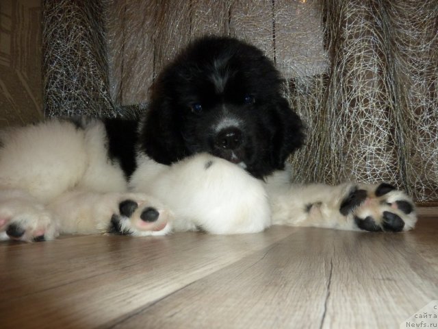 Фото: Фиаметтахауз Примо Орсо Нео