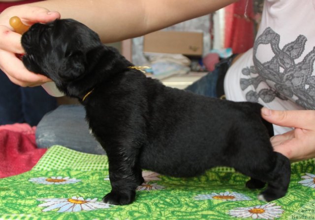 Фото: ньюфаундленд Akvian Song Idzumi (Аквиан Сонг Идзуми)