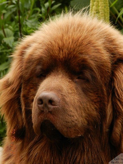 Фото: ньюфаундленд Pravitel' Taygi (Правитель Тайги)