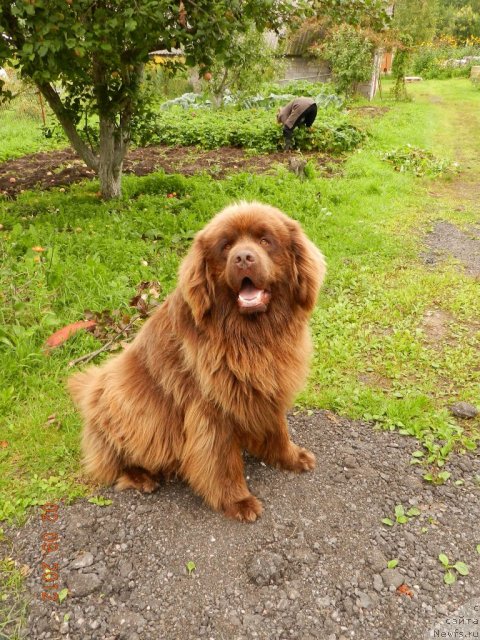 Фото: ньюфаундленд Pravitel' Taygi (Правитель Тайги)