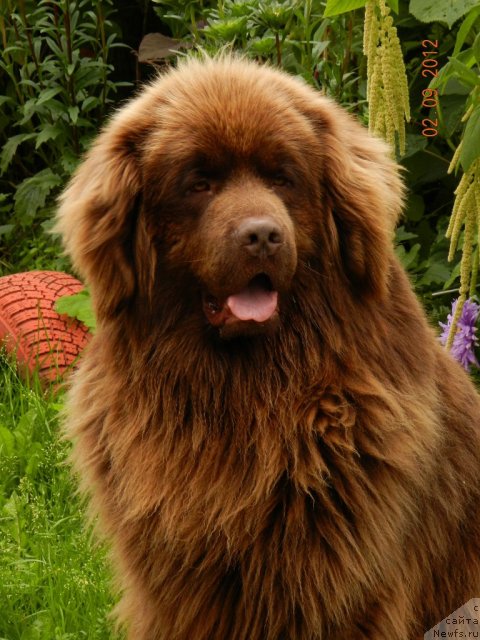Фото: ньюфаундленд Pravitel' Taygi (Правитель Тайги)