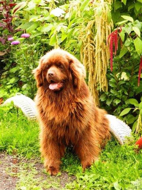 Фото: ньюфаундленд Pravitel' Taygi (Правитель Тайги)