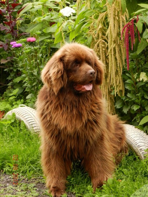 Фото: ньюфаундленд Pravitel' Taygi (Правитель Тайги)