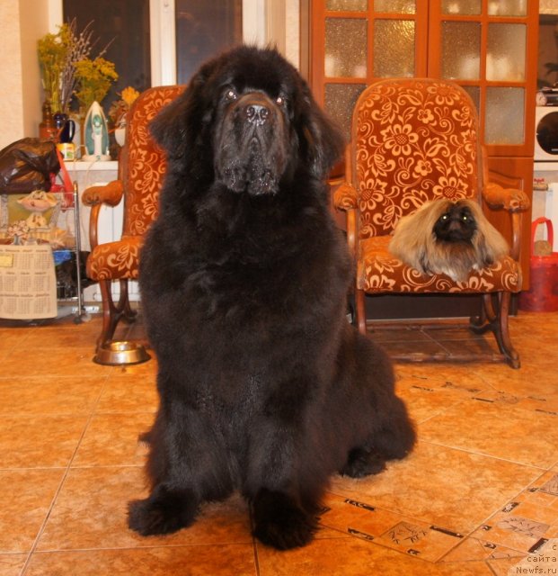 Фото: ньюфаундленд Skippers Only You for Smigar