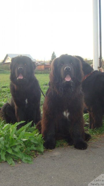 Фото: ньюфаундленд Passia Korolya iz Medvejyego Yara (Пассия Короля из Медвежьего Яра), ньюфаундленд Super Premium Lillihamer (Супер Премиум Лиллихаммер)