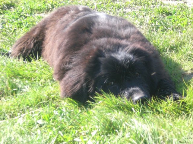 Фото: ньюфаундленд Roksolana Zvezda Vostoka iz Tihogo Omuta (Роксолана Звезда Востока из Тихого Омута)