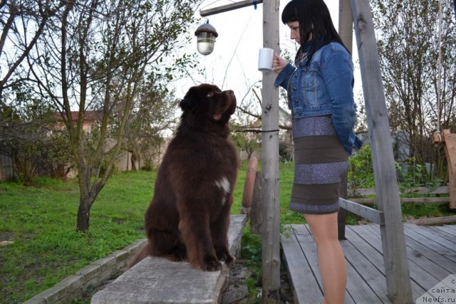 Фото: ньюфаундленд Aquatoriya Kelvin Riverdance (Акватория Келвин Риверданс)