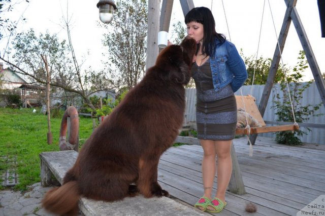 Фото: ньюфаундленд Aquatoriya Kelvin Riverdance (Акватория Келвин Риверданс)