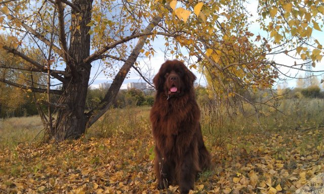 Фотография № 106796