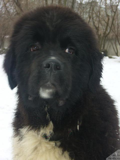 Фото: ньюфаундленд Eros Faundland