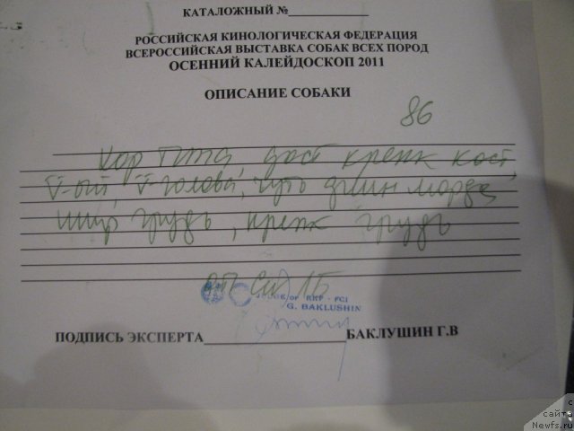 Фото: ньюфаундленд Bi Perfekt Asker (Би Перфект Аскер)