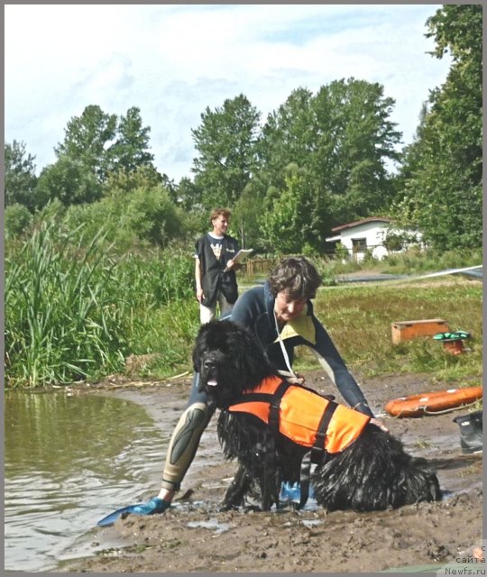 Фото: ньюфаундленд Smigar Gordon Fellow (Смигар Гордон-Феллоу), Nataliya Mihaylova (Наталия Михайлова)