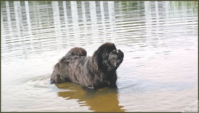Фото: ньюфаундленд Smigar Gordon Fellow (Смигар Гордон-Феллоу)
