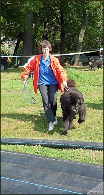 Фото: ньюфаундленд Smigar Gordon Fellow (Смигар Гордон-Феллоу), Nataliya Mihaylova (Наталия Михайлова)