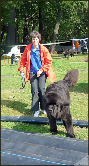 Фото: ньюфаундленд Smigar Gordon Fellow (Смигар Гордон-Феллоу), Nataliya Mihaylova (Наталия Михайлова)