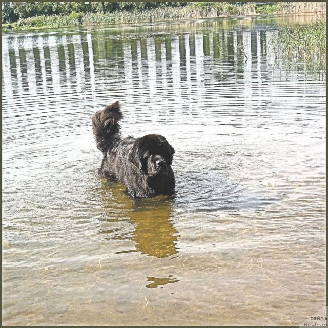 Фото: ньюфаундленд Smigar Gordon Fellow (Смигар Гордон-Феллоу), Nataliya Mihaylova (Наталия Михайлова)