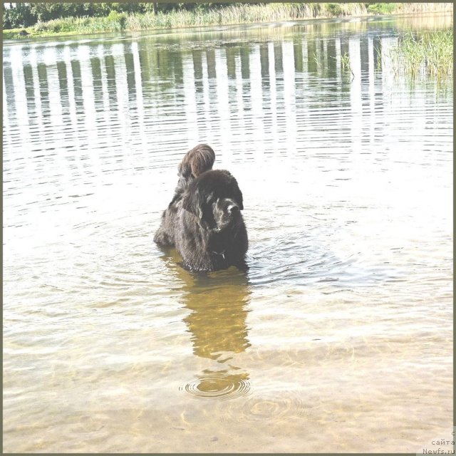 Фото: ньюфаундленд Smigar Gordon Fellow (Смигар Гордон-Феллоу), Nataliya Mihaylova (Наталия Михайлова)