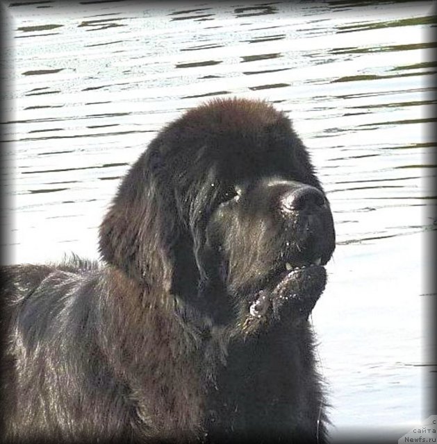 Фото: ньюфаундленд Smigar Gordon Fellow (Смигар Гордон-Феллоу)