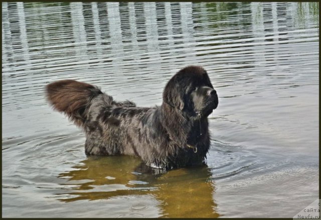 Фото: ньюфаундленд Smigar Gordon Fellow (Смигар Гордон-Феллоу)