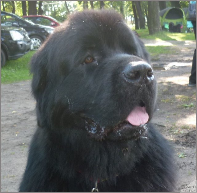 Фото: ньюфаундленд Aquatoriya Kelvin Kadril (Акватория Келвин Кадриль), Lyubov' Jakova (Любовь Жакова)