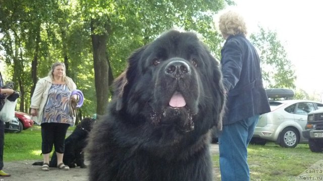 Фото: ньюфаундленд Aquatoriya Kelvin Kadril (Акватория Келвин Кадриль), Lyubov' Jakova (Любовь Жакова), Natal'ya Malinina (Наталья Малинина)