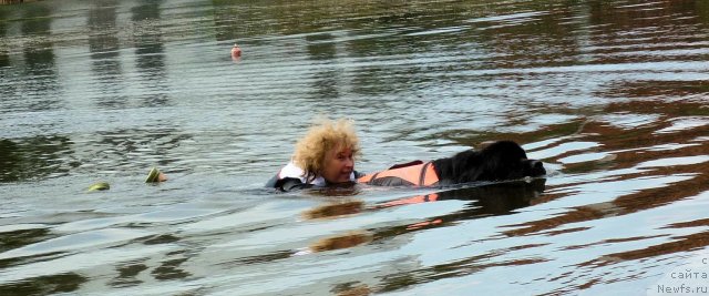 Фото: ньюфаундленд Aquatoriya Kelvin Kadril (Акватория Келвин Кадриль), Lyubov' Jakova (Любовь Жакова)