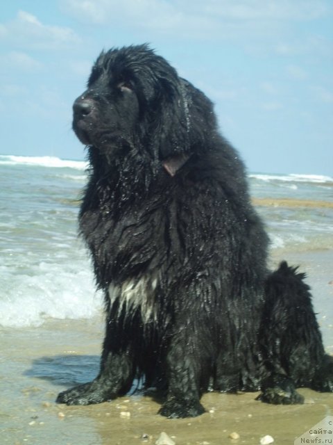 Фото: ньюфаундленд Pitern'yuf CHao-Kakao (Питерньюф Чао-Какао)