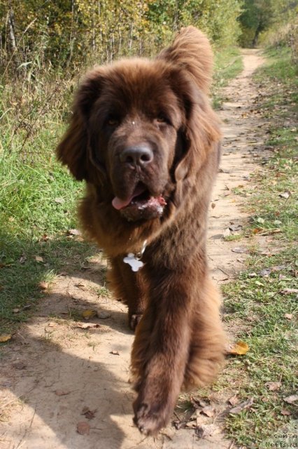 Фото: ньюфаундленд Chernyi Sharm Angel'skaya Krasota (Черный Шарм Ангельская Красота)