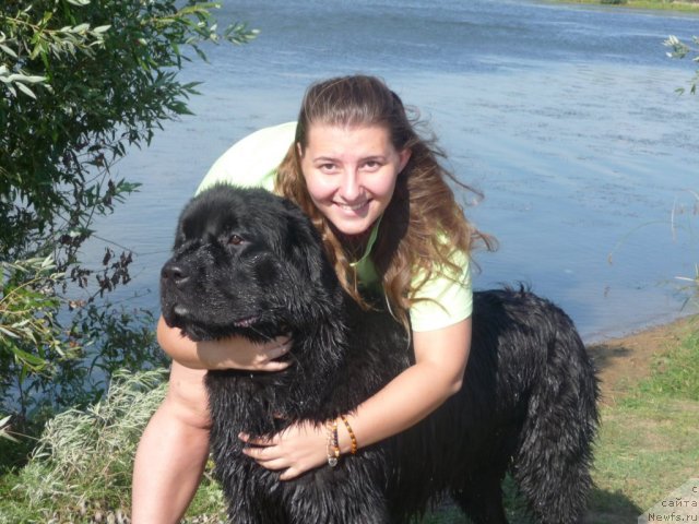 Фото: ньюфаундленд Mirabella iz Tihogo Omuta (Мирабелла из Тихого Омута), YUliya Vasilenko (Юлия Василенко)