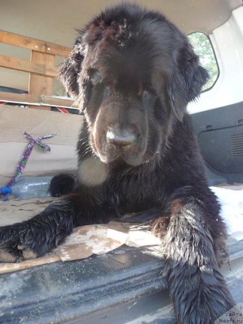 Фото: ньюфаундленд Mirabella iz Tihogo Omuta (Мирабелла из Тихого Омута)