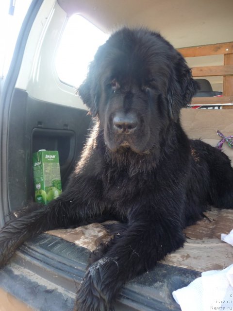 Фото: ньюфаундленд Mirabella iz Tihogo Omuta (Мирабелла из Тихого Омута)