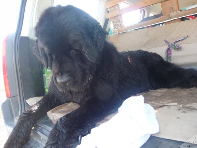 Фото: ньюфаундленд Mirabella iz Tihogo Omuta (Мирабелла из Тихого Омута)